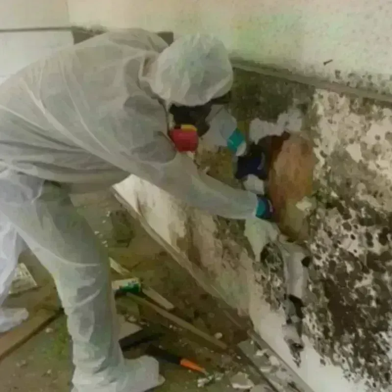 Mold Remediation and Removal in Maysville, KY